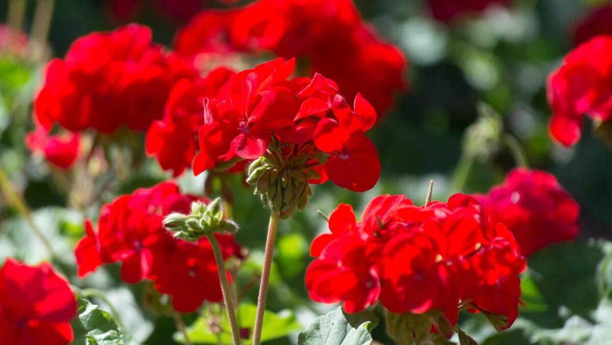 MAINTENANCE: Geraniums provide great colour to the garden, but you need to watch out for signs of rust. 