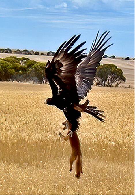 The wedge-tailed eagle, the feeding fox and the rest is | The Maitland Mercury | NSW