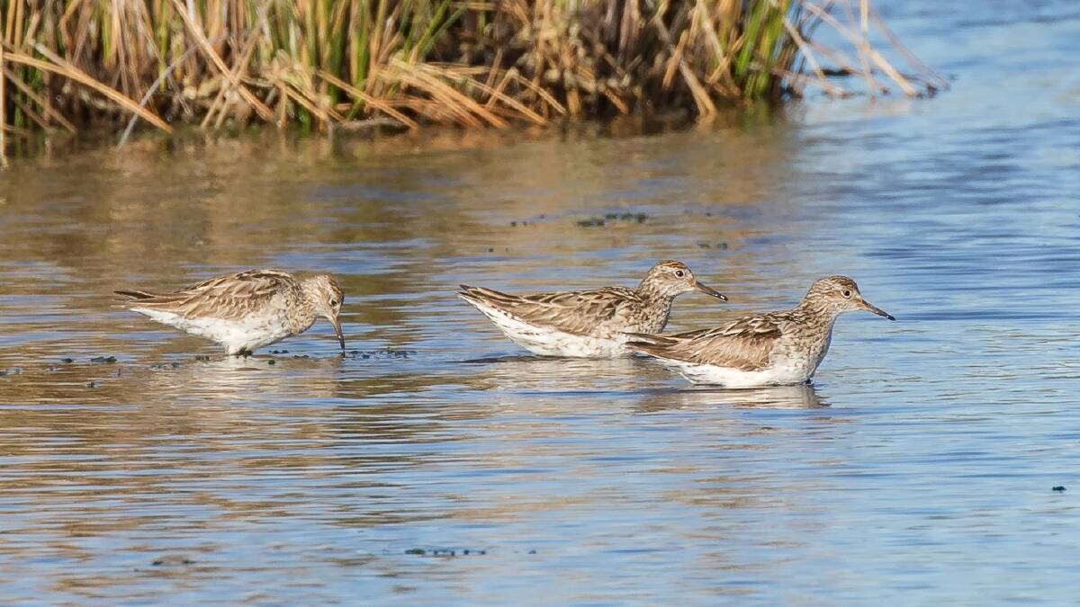 ANNUAL VISITORS: Sharpies wading in shallow water at Hexham wetlands.