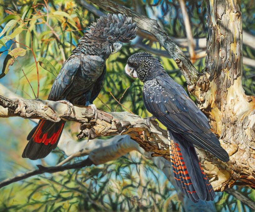 LATEST ENTRY: Stephen Jesic's painting called Rendezvous, of a pair of Red-tailed Black Cockatoos. 
