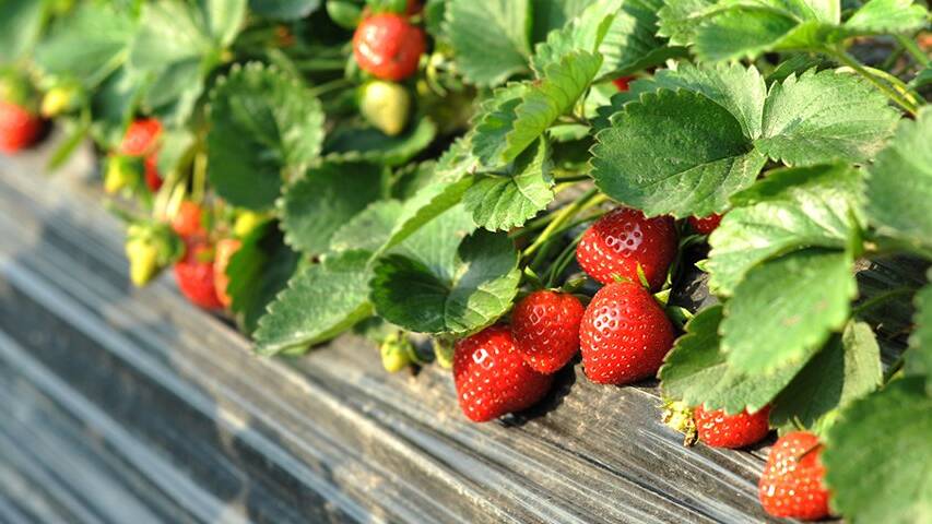 REWARDING: These days there are varieties of strawberries available with sweeter fruit.