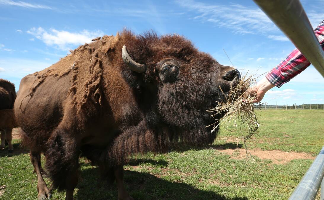 FOOD FOR THOUGHT: Perhaps getting up close and personal with a Bison may be the ideal Christmas gift. PICTURE: Simone De Peak.