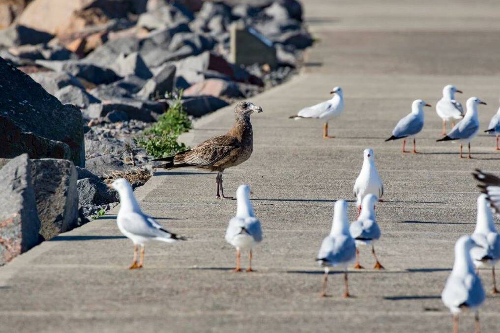 NEW FRIENDS: An immature Pacific Gull, dwarfing the more common Silver Gulls on the Newcastle foreshore. 