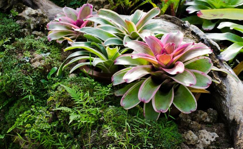 Sharing is caring: Bromeliads can be propagated for sharing with family or friends by breaking off the new, young plants that come from the base of the parent plant.