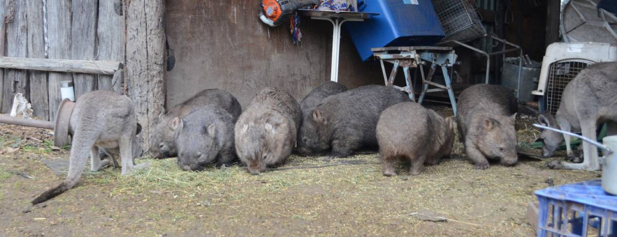 TIME TO SHARE: Kangaroos and wombats share the food although wombats are the boss. 