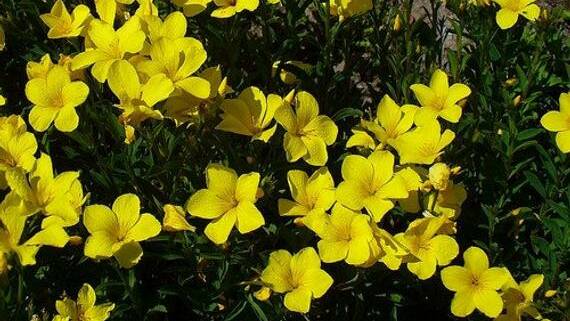COLOUR: Yellow Flax is a great way of adding colour to your garden over winter.