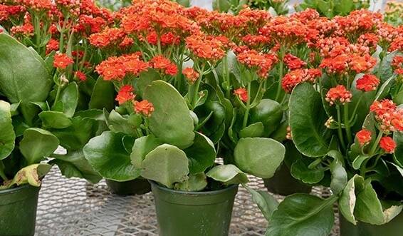 Kalanchoes can provide a burst of colour in your garden or when grown in pots.
