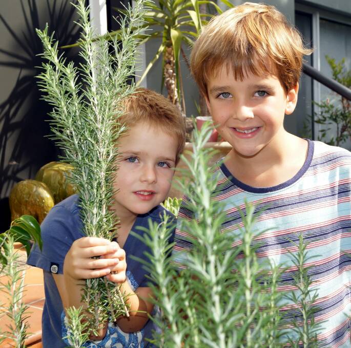 VERSATILE:Rosemary is not only easy to grow, but makes a wonderful hedge plant and goes well with a large number of meat dishes.