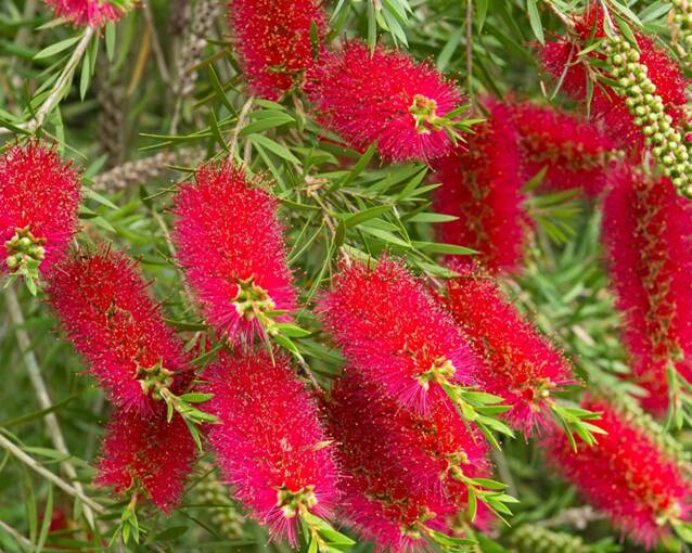 OUT IN FORCE: Bottlebrushes are in bloom now bringing vivid colour to numerous gardens. 