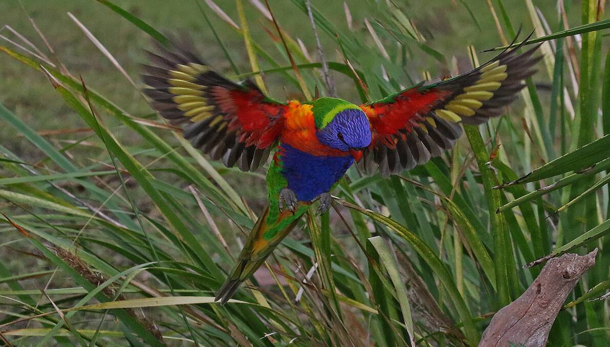 BRILLIANT: The magnificent colours of a Rainbbow Lorikeet, making his way to the feeders.