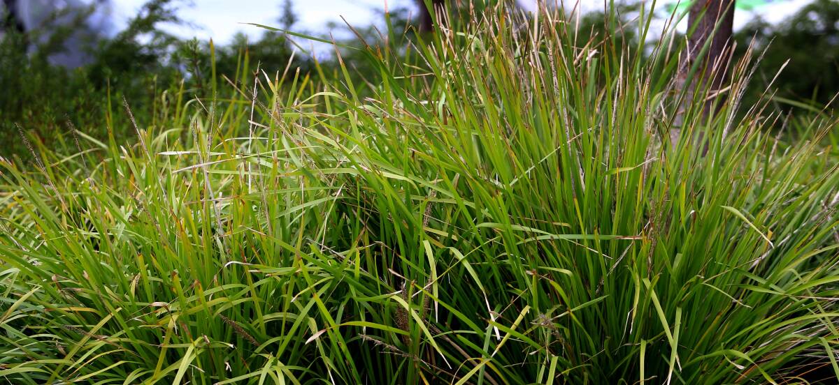 NATIVE GRASS: Lomandra longifolia is found throughout eastern Australia.