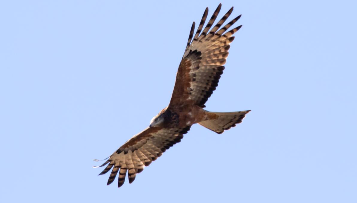 DISTINCTIVE: The square tail and distinctive fingers of the wing make the square-tailed kite readily identifiable.