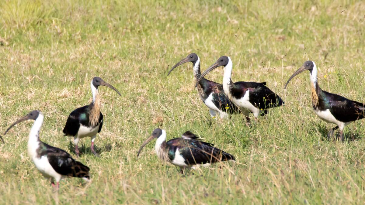 Birdwatch | Meet the farmer's friend: the Straw-necked Ibis