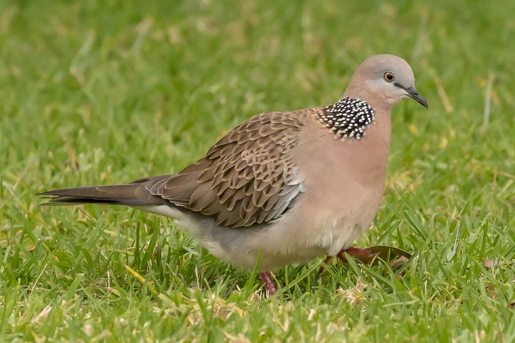 FREE FEED: The spotted dove loves scratching around the ground for grains and seed.