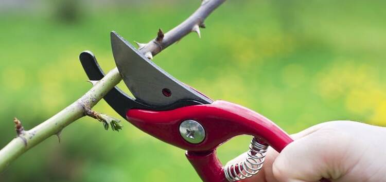 Gardening: It's time to prune soon, so get the tools ready