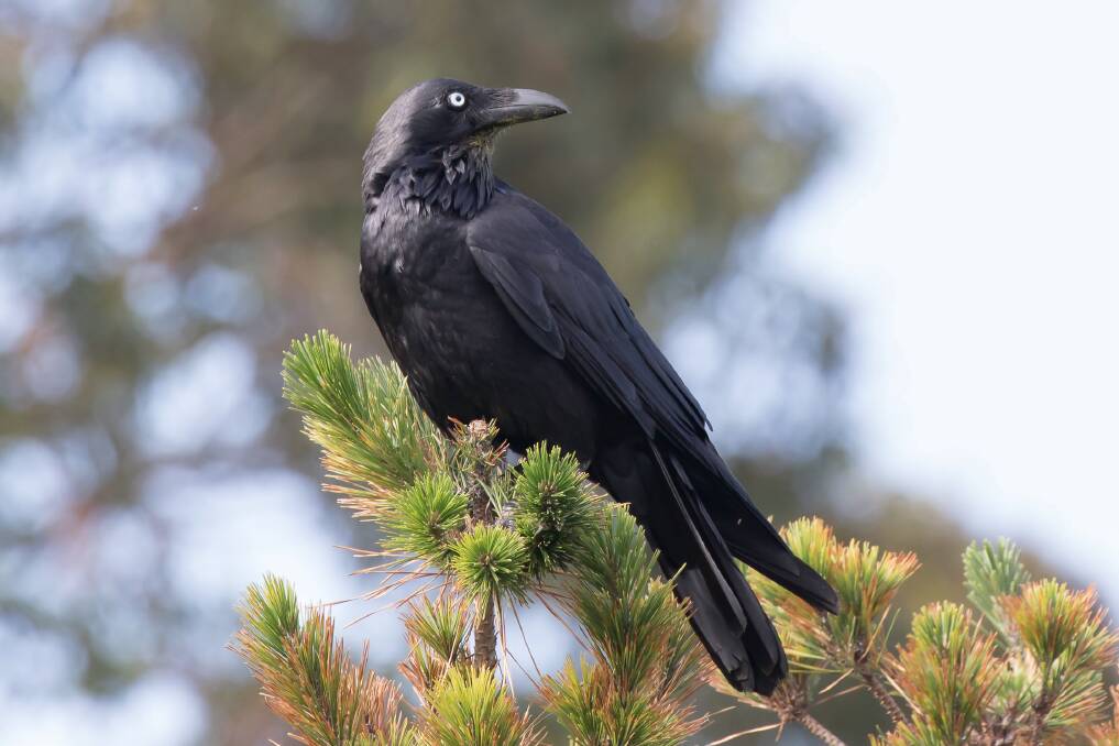 Ravens have a large repertoire of calls including mimickry.