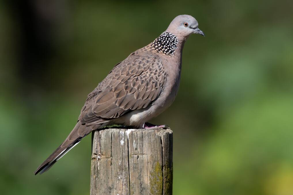 Spotted dove.