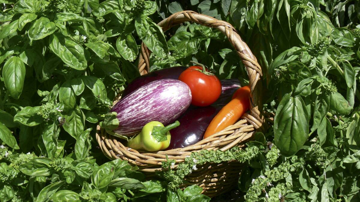 SUMMER SCHEDULE: Now is the time to get delicious summer vegetables into the ground to take advantage of warm temperatures which promote growth. Plant capsicum, chillies, cucumbers, lettuce, tomatoes, zucchini and more. 