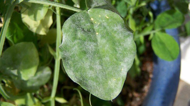 PEST: Powdery mildew needs to be stamped out quickly as it can be difficult to eradicate when established.