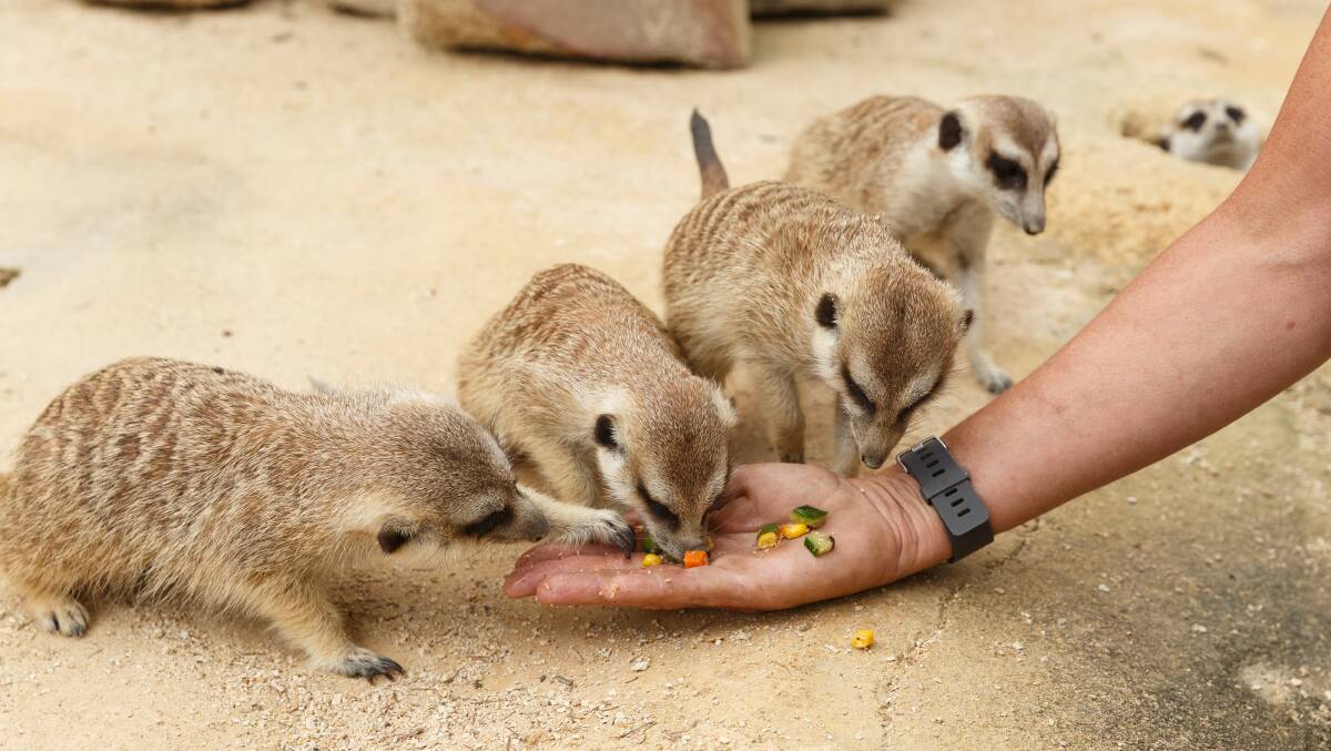 FUN VIEWING: Meerkats are always popular and love a good feed.