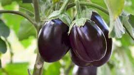 Eggplants need a long growing season to reach maturity.