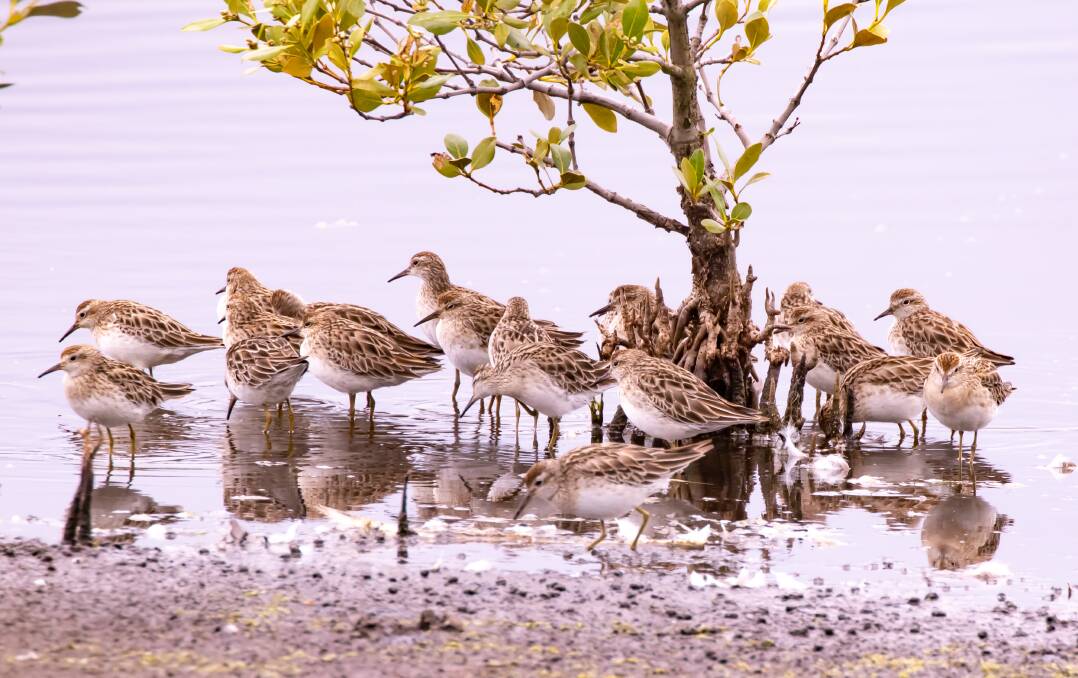 DOWNTIME: Sandpipers take a rest at Teralba in between feeding frenzies.