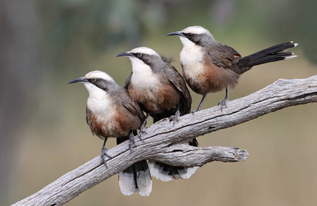A family of Grey Crowned Babblers.