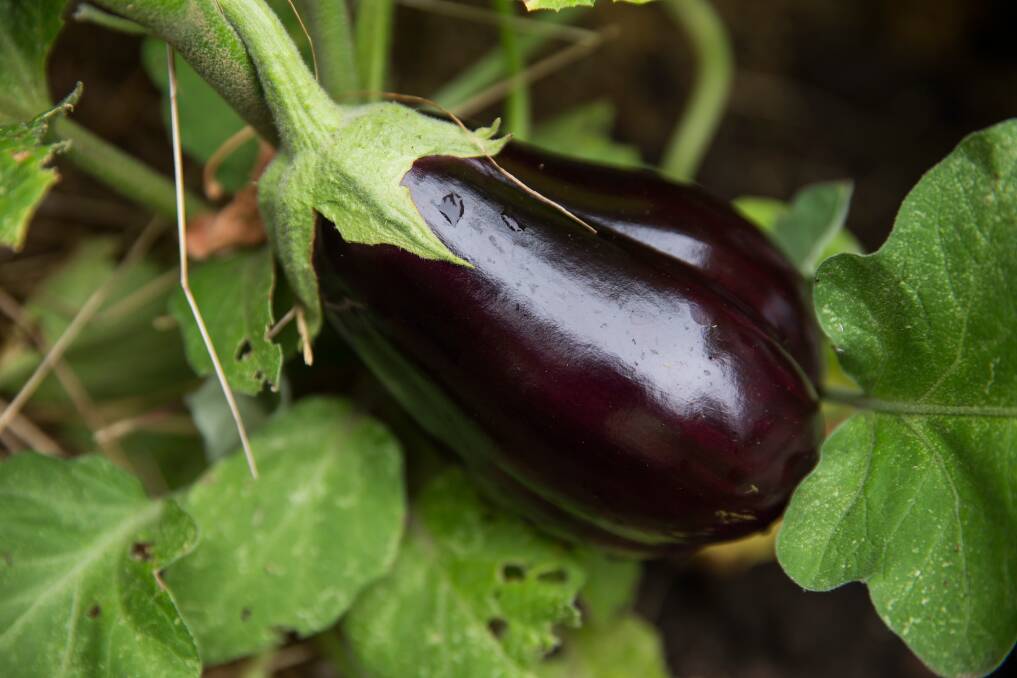 SUNNY POSITION: Eggplants require good growing conditions, but backyard growers are well rewarded with a highly versatile food source.