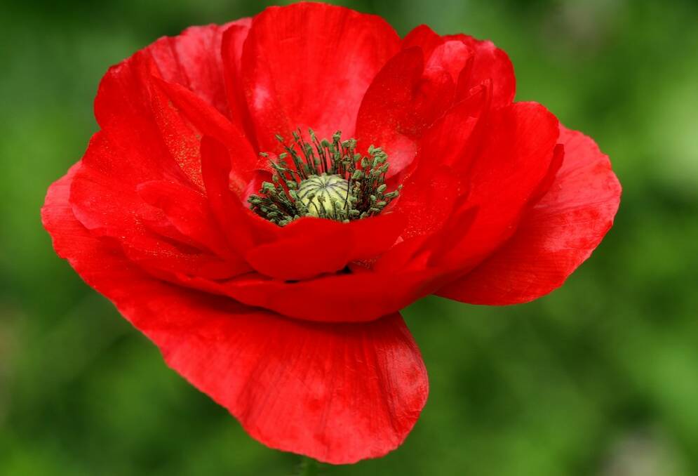 The Red Flanders poppy is traditionally linked with Anzac Day.