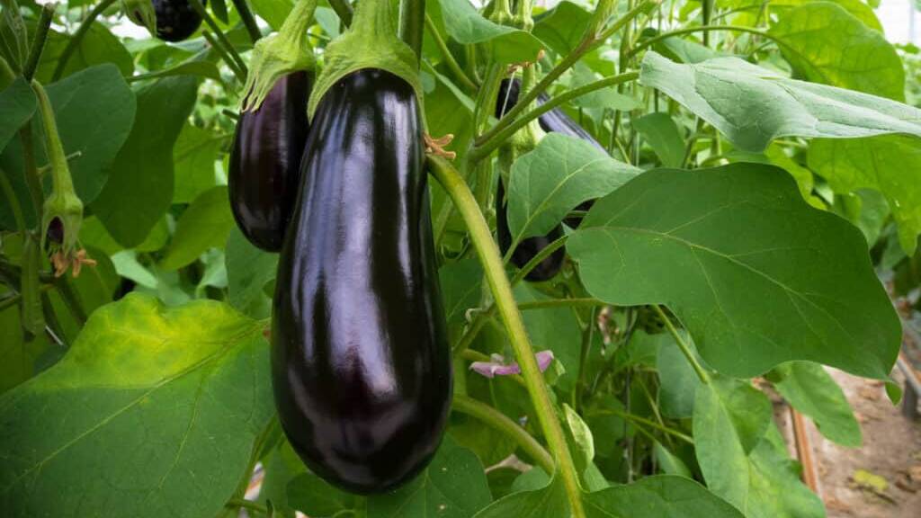 WORTH CONSIDERING: Aubergines are not one of the more commonly grown vegetables, but nonetheless do well in backyard gardens.