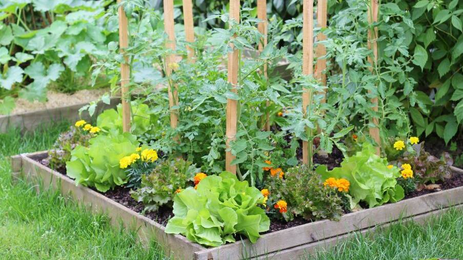 A wide range of tasty treats for the vegetable garden can be sown now, ready for a spring harvest.