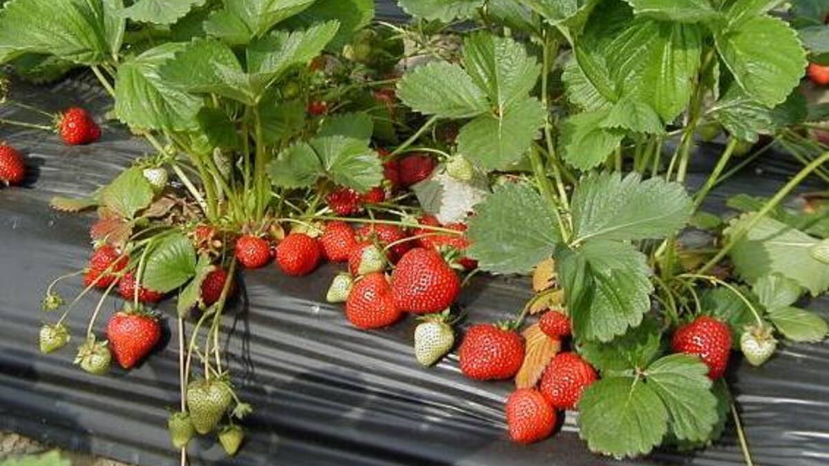PLANT NOW, BENEFIT LATER: If you want a feed of tasty strawberries in October and November, they should be planted out now. 