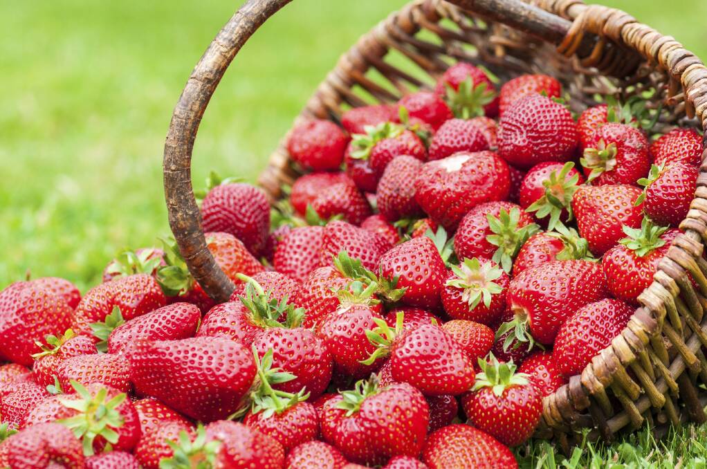 REWARD: Look to start planting your strawberries now and you'll be well rewarded with some delicious treats. 