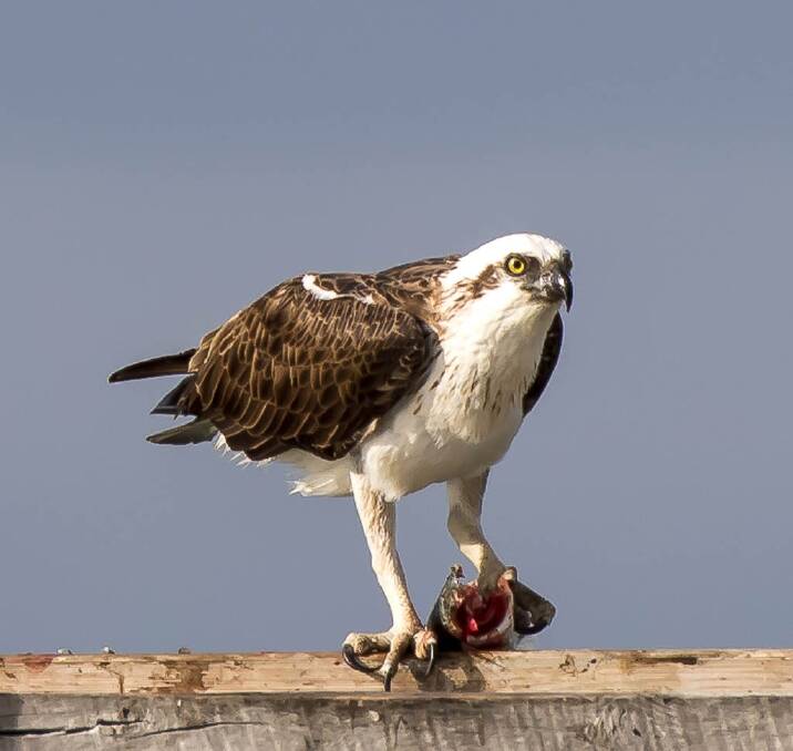 BEAUTIFUL IN FLIGHT: Ospreys are surprisingly large with a wing span of 1.7 metres.