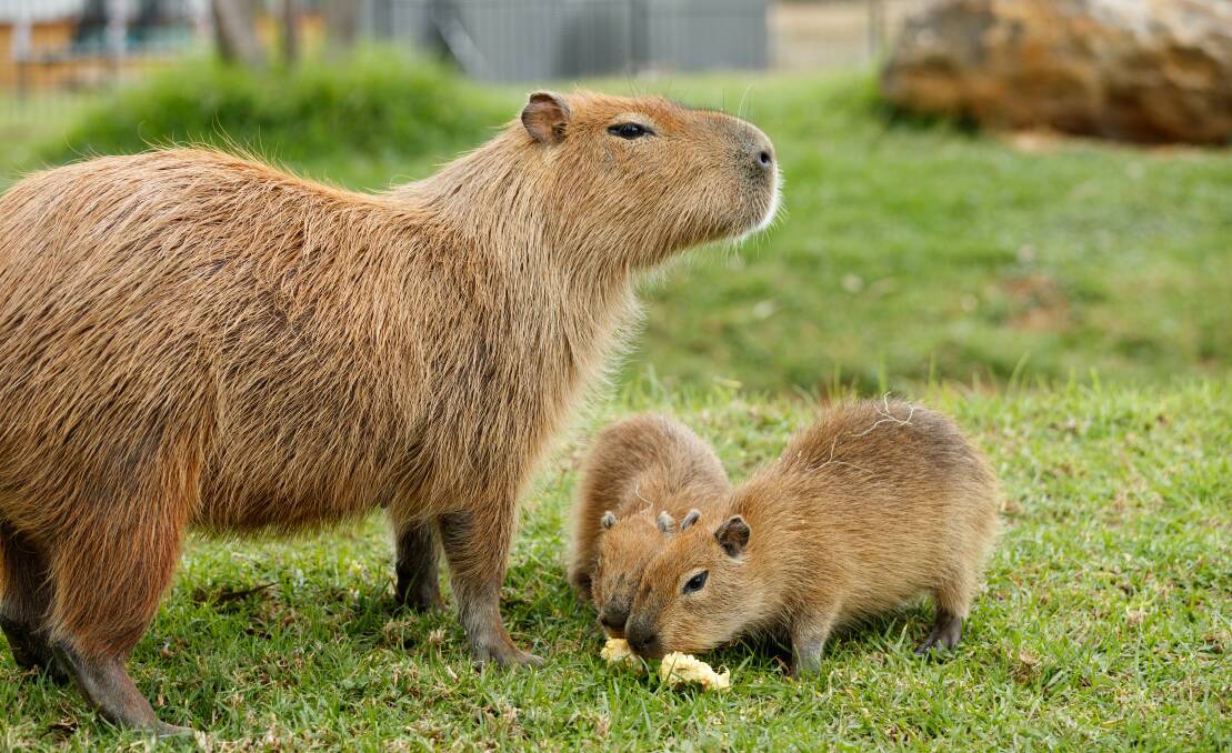 The capybara is ready to give birth again at any time.