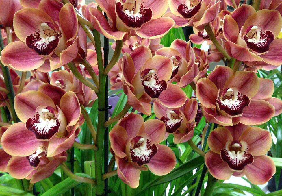 You'll be well rewarded if you put some time in to looking after your cymbidium orchid spikes.
