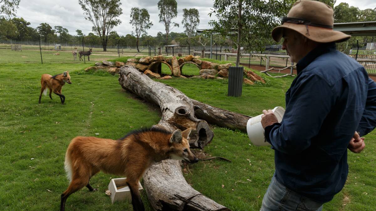 VIDEO | Wolves' turn to shine at Hunter Valley Zoo livestream
