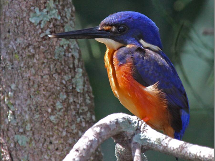 FEEDING TIME: The brilliantly coloured Azure Kingfisher was looking for breakfast along the banks.