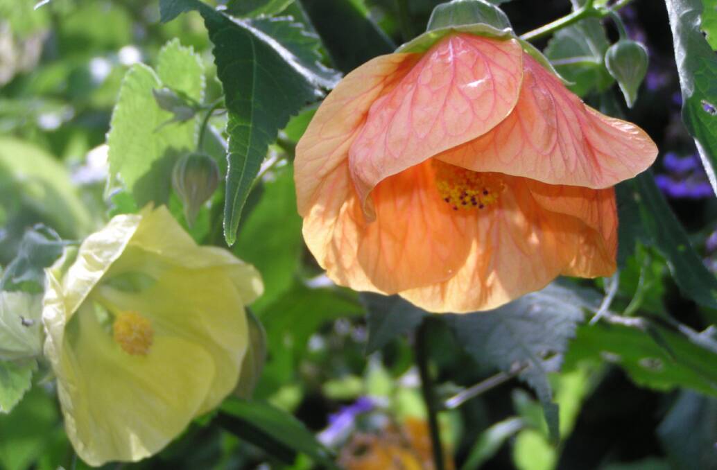 DOING WELL: Abutilons are an exotic species that are standing up to the heat and dry reasonably well. 