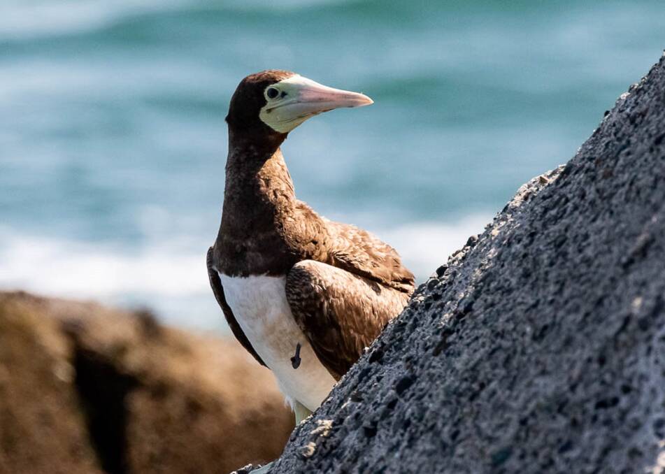 man strikes again: This Brown Booby at Newcastle still has the hook embedded in its chest. Picture: Margaret Clarke