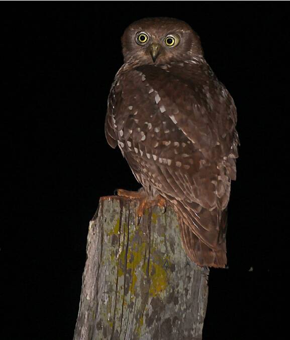 A Barking Owl swings around at the sound of the camera.