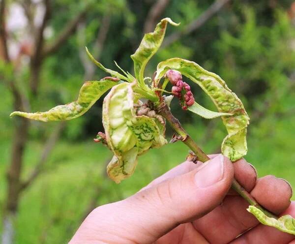 Leaf curl can be a real problem for stone fruits.