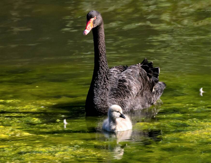 A Black Swan and cygnet at Kearsley ... the cygnet will start taking on a black colour after about four weeks. 