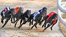 RETURN: Greyhound racing will make a return to Maitland from next month.