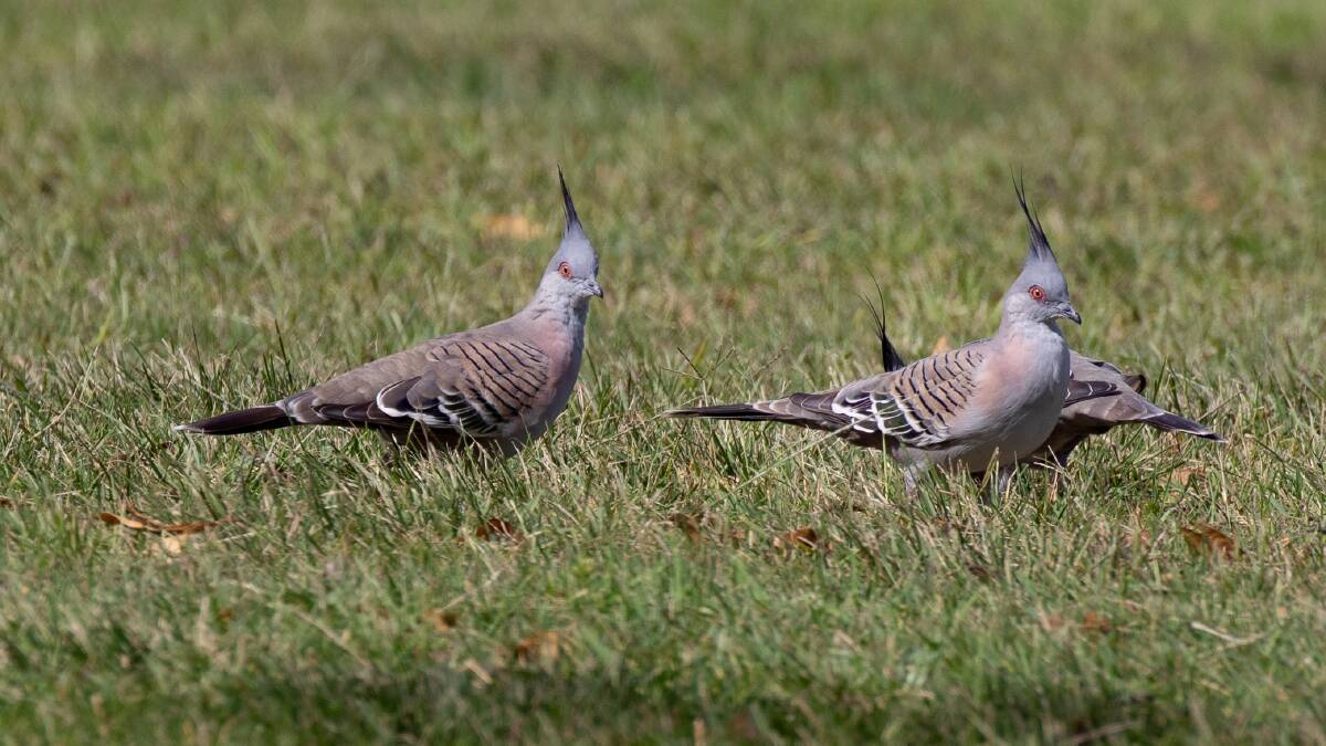 Unique alarm system of the crested pigeon