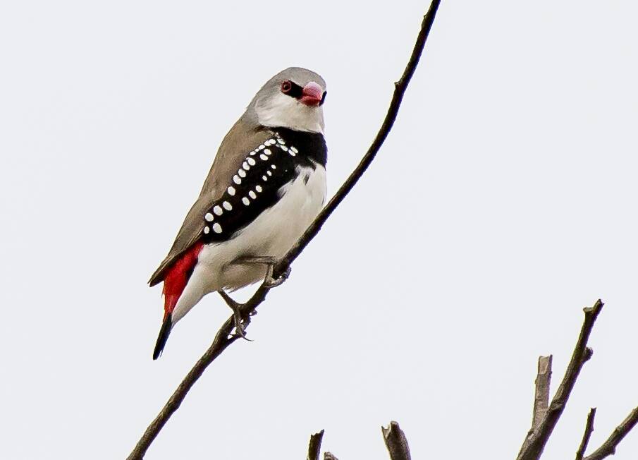 DIAMOND FIRETAIL: Not as common as Zebra Finches, best distinguished by the white spots on their wings. 