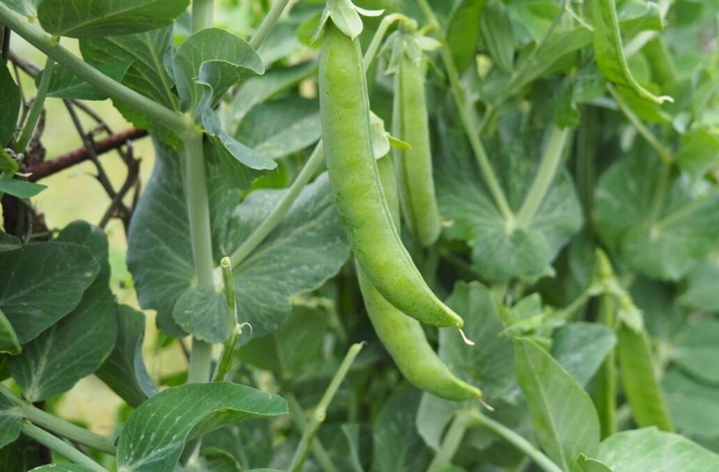 USEFUL: Peas are a great staple of any winter vegetable garden.