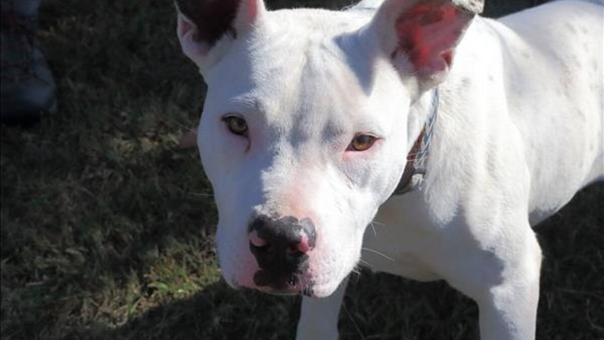 Fabio is a gentle, one-year-old male Staffordshire. He is shy but when he knows you he is fun. He is comfortable around other dogs.  