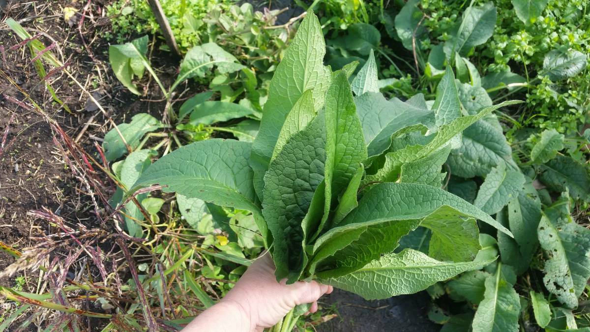 HELPFUL: Comfrey can be used as mulch and is beneficial for the compost heap. 
