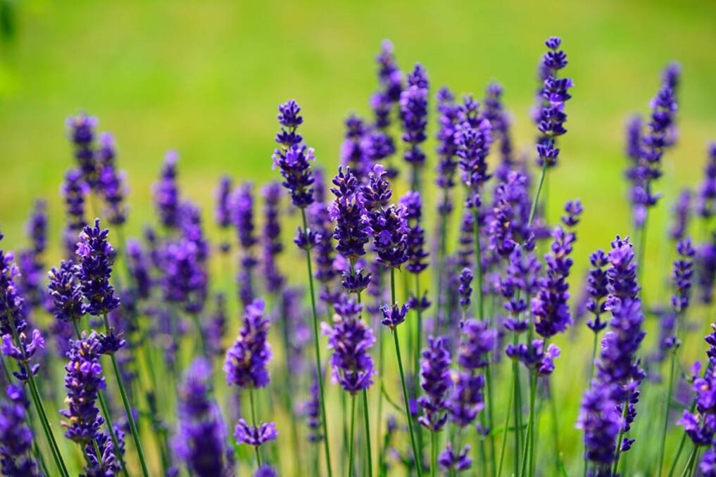 INSTANT COLOUR: Lavender will guarantee and splash of blue and mauve colours for your garden.